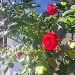 Rose By Interhome Villa