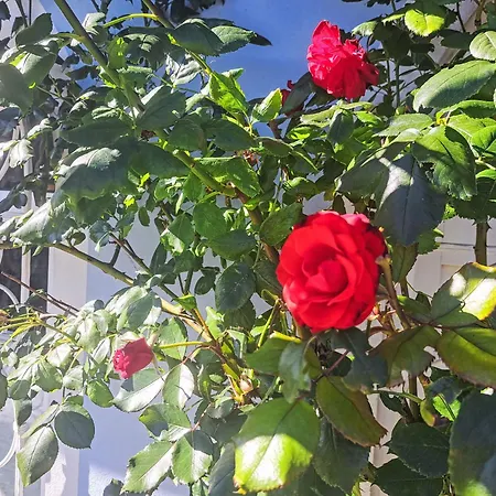 Rose By Interhome فيلة