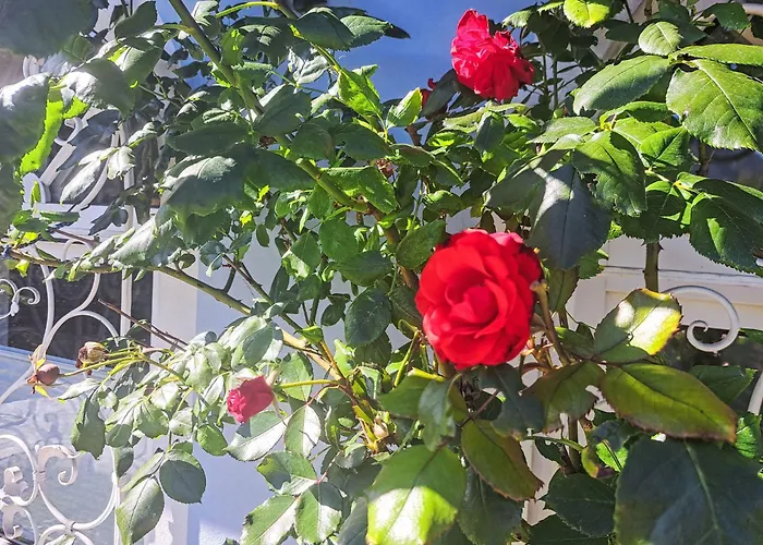 Rose By Interhome Vila